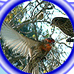 rotating bird picture